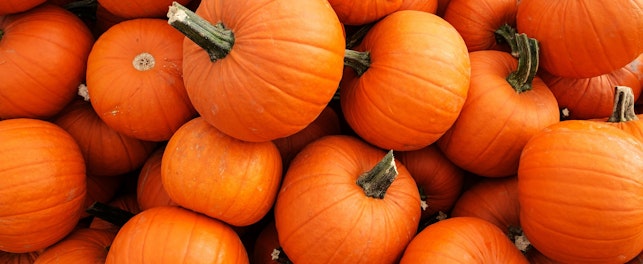 Dynia jest nie tylko smaczna i wszechstronna w kuchni, ale też niezwykle wartościowa pod względem odżywczym